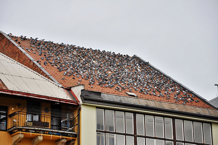 A2B Pest Control are able to install spikes to deter birds from roofs in Stourport On Severn. 