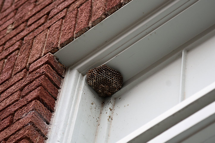 We provide a wasp nest removal service for domestic and commercial properties in Stourport On Severn.